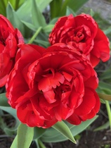 Tulppaanien aikaa