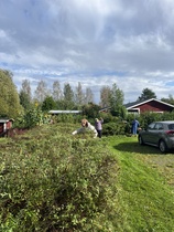 Talkoiossa pensasaidan leikkuupuuhissa