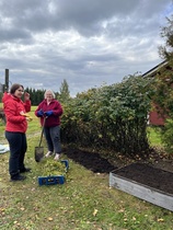 40 kukkasipulia istutettu ensi vuoden 40v juhlintaa varten!